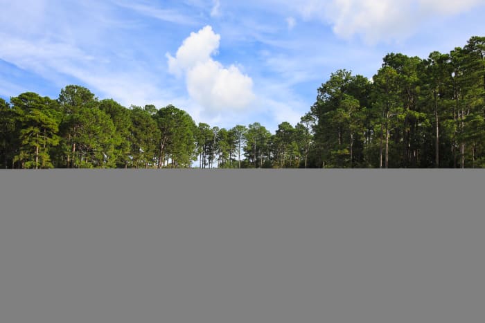 The Country Club of North Carolina’s Dogwood course in Pinehurst is considered one of Ellis Maples' finest works.
